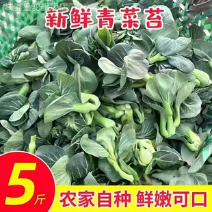 苏北露天霜冻苏州青上海青油菜新鲜农家菜苔菜心霜冻白菜芯薹现摘