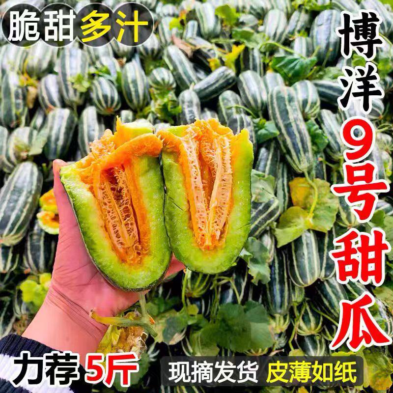 正宗博洋9号甜瓜新鲜羊角脆香甜蜜瓜大果山东当季时令头茬水果5