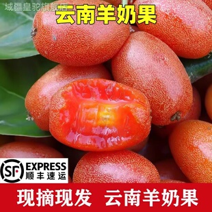 云南甜羊奶果新鲜洋奶密花胡颓子水果腾冲时令牛虱子野生薄皮大果