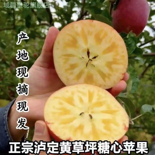 冰糖心红苹果高原新鲜水果产自甘孜州泸定黄草坪康定达杠高原