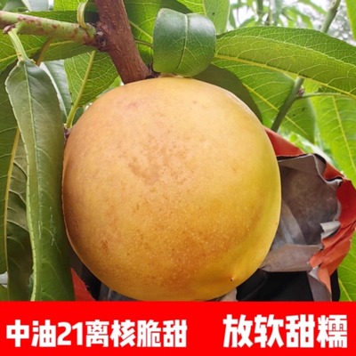 山东冰糖油桃【合集】脆甜爆汁山东油桃可脆可软新鲜水果孕妇水果