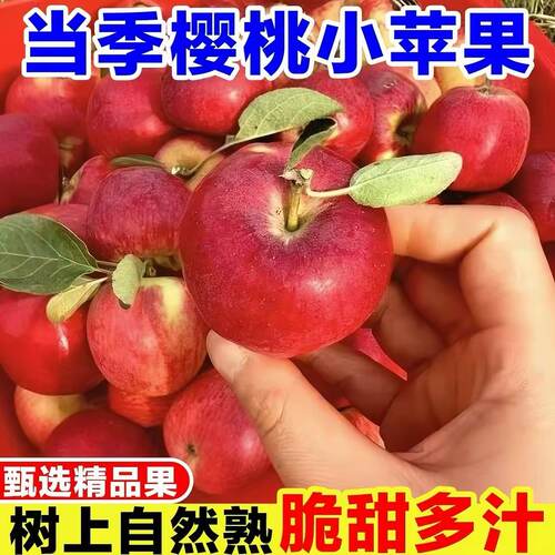樱桃小苹果新鲜现摘丑苹果脆甜多汁农家果园直发大凉山水果新鲜