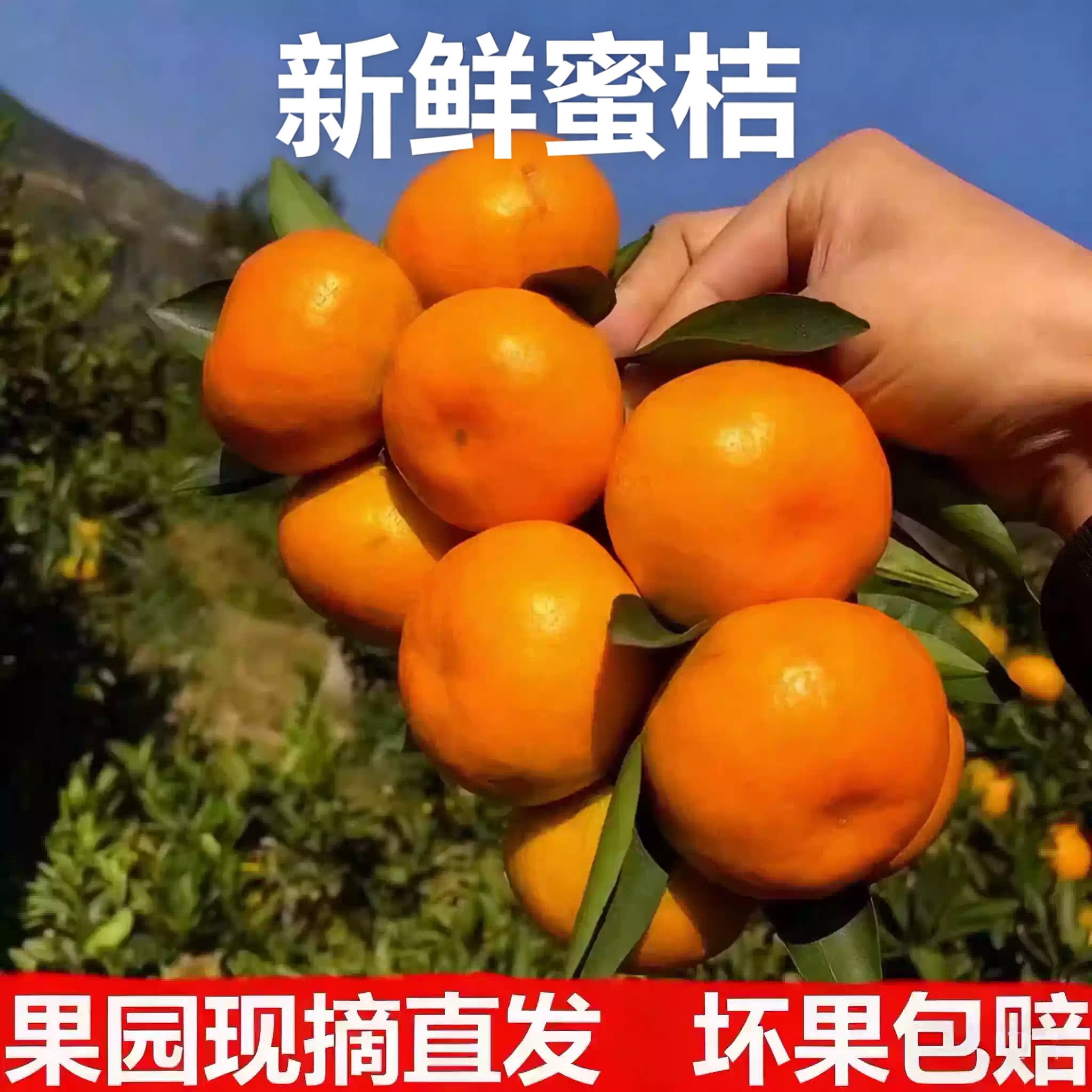 2026年正宗蜜桔新鲜水果现摘早熟橘子皮薄柑橘味美产区洞口雪峰