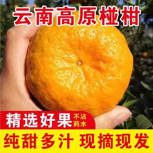 农家自种 衢州椪柑 芦柑 柑橘 桔子 甜柑子新鲜水果 现摘果园直发