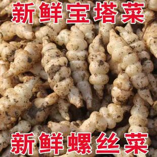 现挖螺丝菜新鲜蔬菜5斤宝塔菜地环甘露子草石蚕地牯牛葫芦酱泡10
