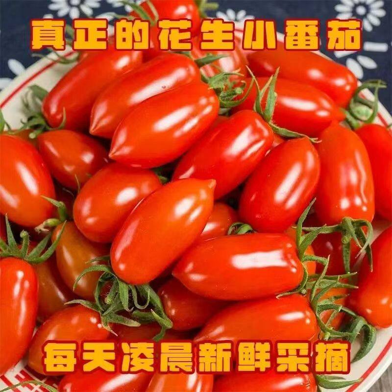 顺丰包邮 花生小柿子东北409新鲜小番茄孕妇小圣女果非千禧圣女果