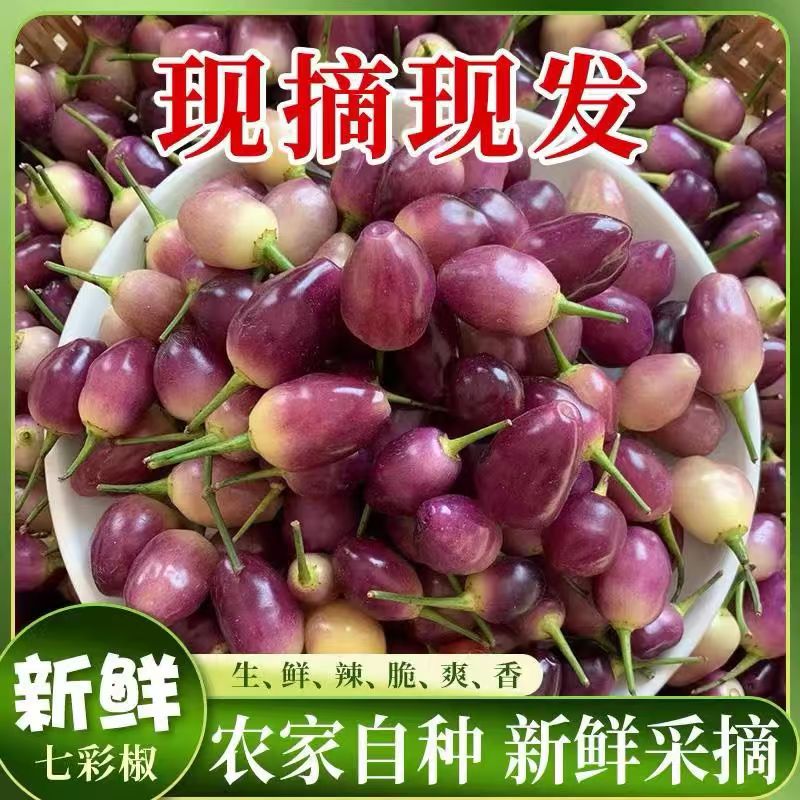2025七彩辣椒五彩椒七彩椒新鲜蔬菜现摘灯笼椒生腌制泡椒五彩辣椒