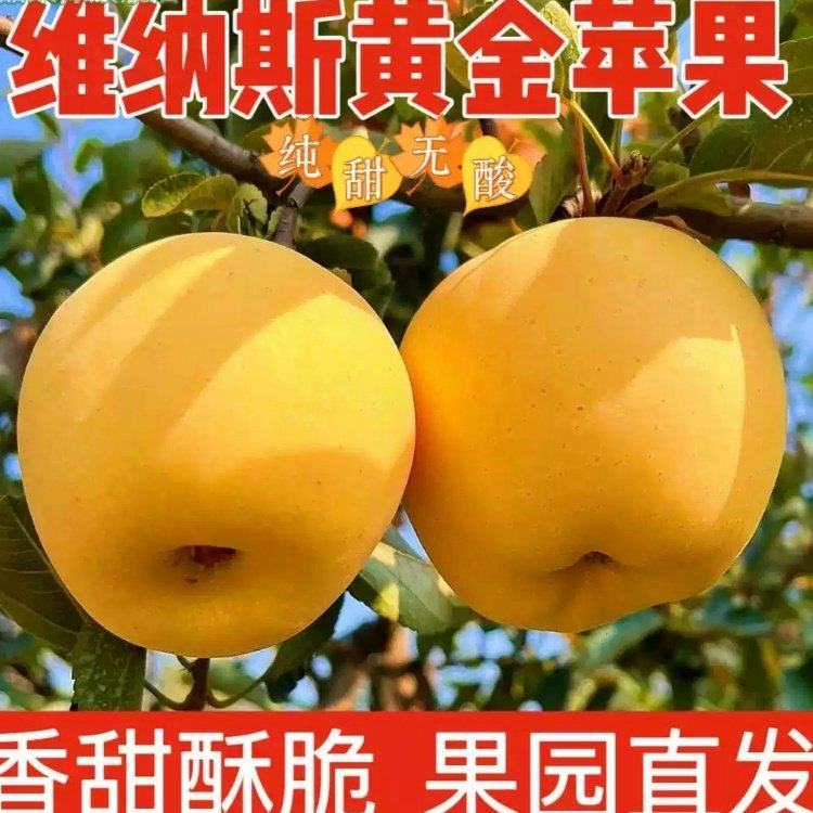 黄金维纳斯苹果产地山东烟台高山正宗大脆甜香水果新鲜当季无蜡,水产肉类/新鲜蔬果/熟食,苹果,淘宝优惠券,粉丝福利购,淘宝优惠卷