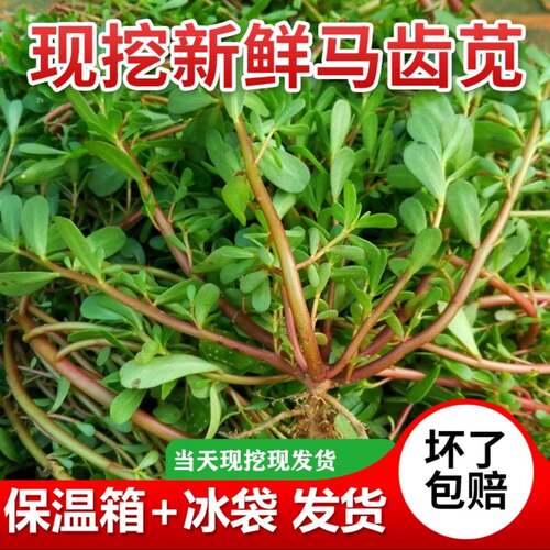 新鲜野生红杆马齿苋现摘野菜马齿菜蚂蚱菜马芷苋野生菜1斤3斤