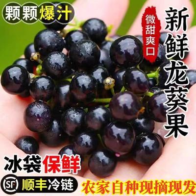 新鲜龙葵果东北黑天天黑燕悠嘿