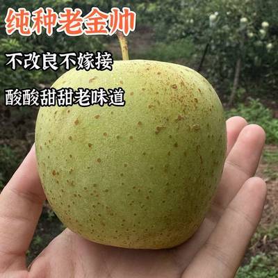 正宗金帅现摘大沙河青苹果酸甜脆甜孕妇新鲜水果当季整箱10斤包邮
