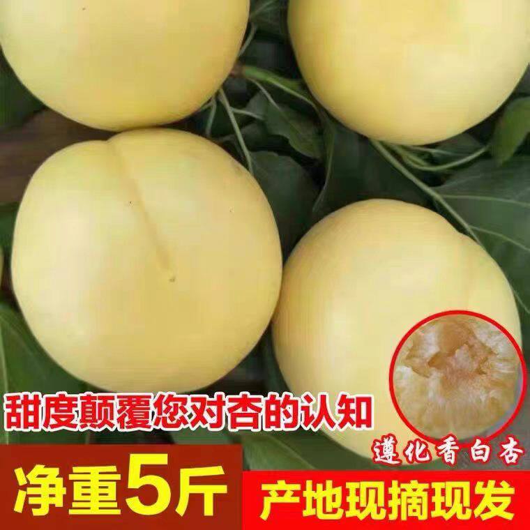 河北唐山正宗大香白杏娘娘庄乡新鲜大白杏遵化银白杏水果甜杏子