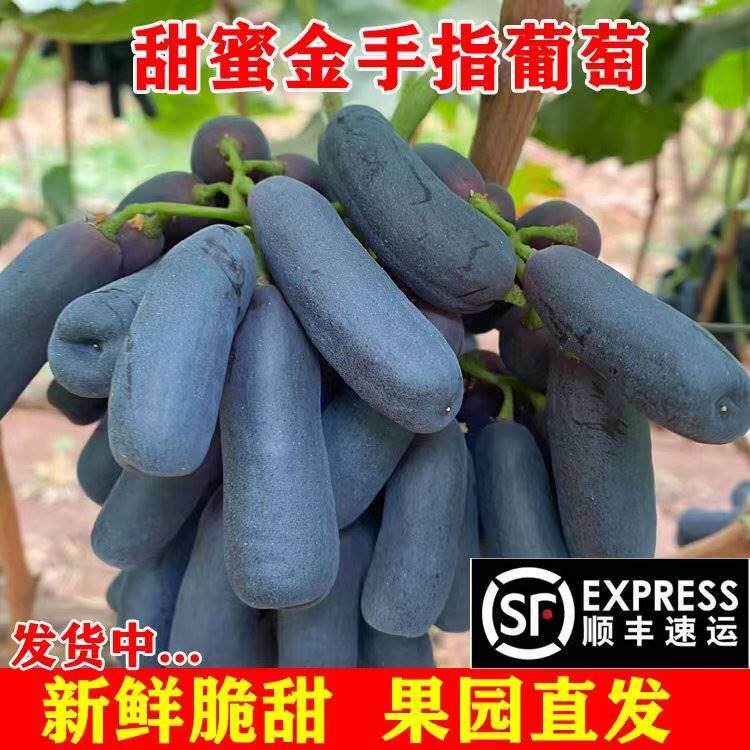 甜蜜蓝宝石葡萄应季新鲜无籽金手指黑提水果澳洲美人指应季新鲜美