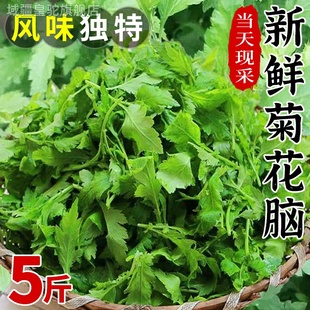 菊花脑南京特产3斤应当季 菊花菜菊花叶涝头新鲜色绿蔬菜现挖