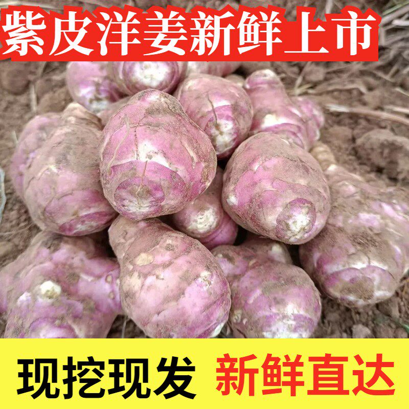 红皮洋姜新鲜现挖红皮鬼子姜野生姜不辣农家腌制酱菜泡菜咸菜