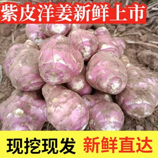 红皮洋姜新鲜现挖红皮鬼子姜野生姜不辣农家腌制酱菜泡菜咸菜