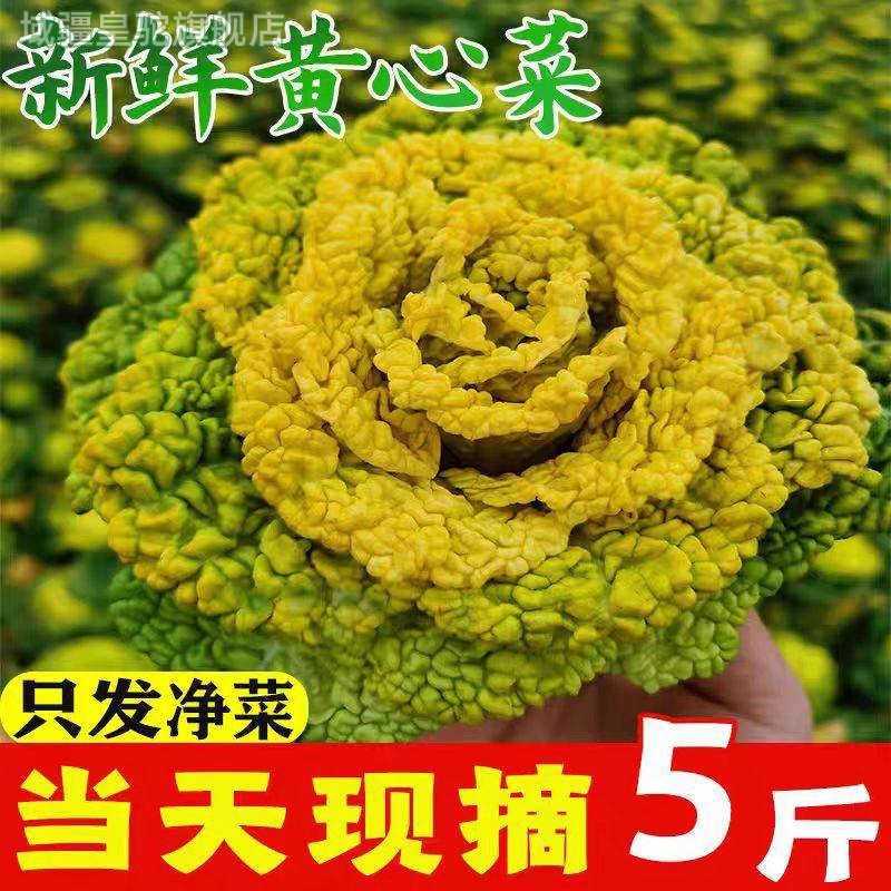 新鲜黄心菜乌塌菜菊花心泡泡菜宝塔菜应季青菜现挖蔬菜霜冻黄心乌,水产肉类/新鲜蔬果/熟食,叶菜类,淘宝优惠券,粉丝福利购,淘宝优惠卷