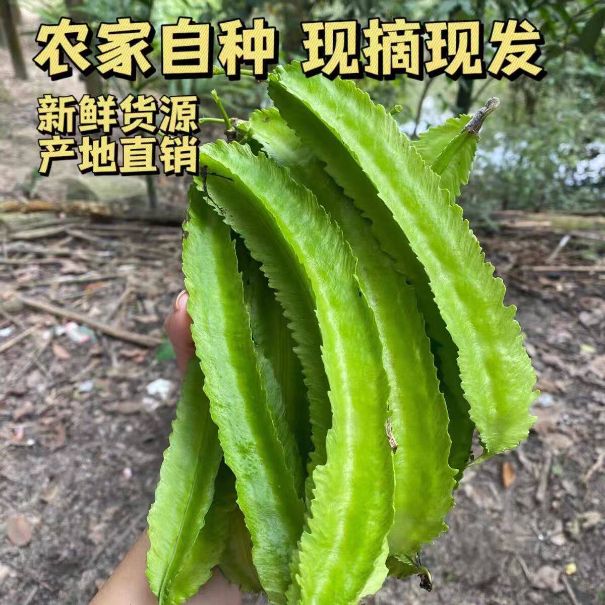 2026年海南新鲜四角豆现摘蔬菜四棱豆特产龙豆角包邮