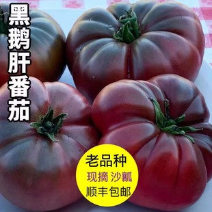 山东寿光特产老品种西红柿黑鹅肝番茄沙瓤牛排大柿子新鲜现摘顺丰