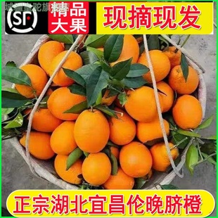 正宗湖北宜昌特产秭归伦晚脐橙旗舰店姊归橙子南方应季节新鲜水果
