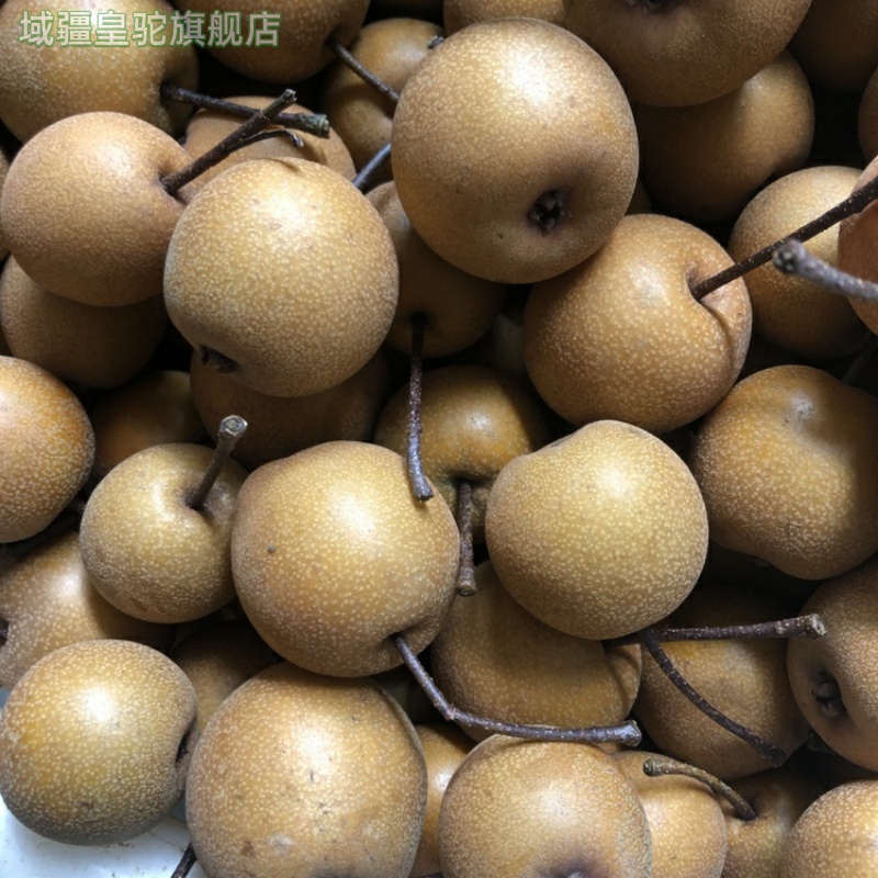 现摘现发河北新鲜鸟梨野生棠梨子