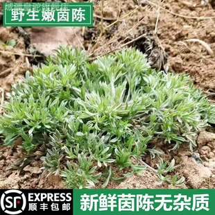 现挖新鲜茵陈野白蒿山野菜蒸菜绵茵陈茶湿茵陈摘净非干品包邮