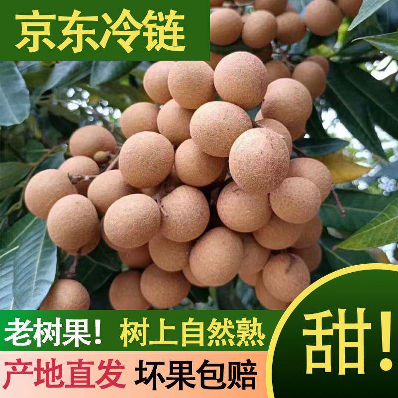 福建正宗古山龙眼产地新鲜水果脆甜多汁现摘现发