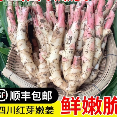 四川乐山西坝现挖新鲜蔬菜