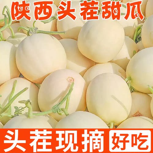 正宗陕西当季现摘甜瓜新鲜水果当季白皮香瓜脆甜蜜瓜时令水果
