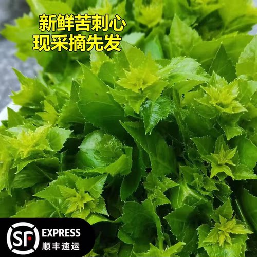 恩平簕菜苦刺心新鲜野菜白簕鲜嫩勒菜三加皮鹅掌簕菜绿色蔬菜直销