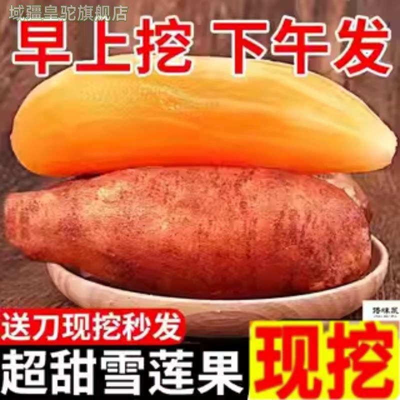 宗正云南天山雪莲果新鲜水果当季时令黄心1/10斤装一整箱包邮,水产肉类/新鲜蔬果/熟食,雪莲果,淘宝优惠券,粉丝福利购,淘宝优惠卷