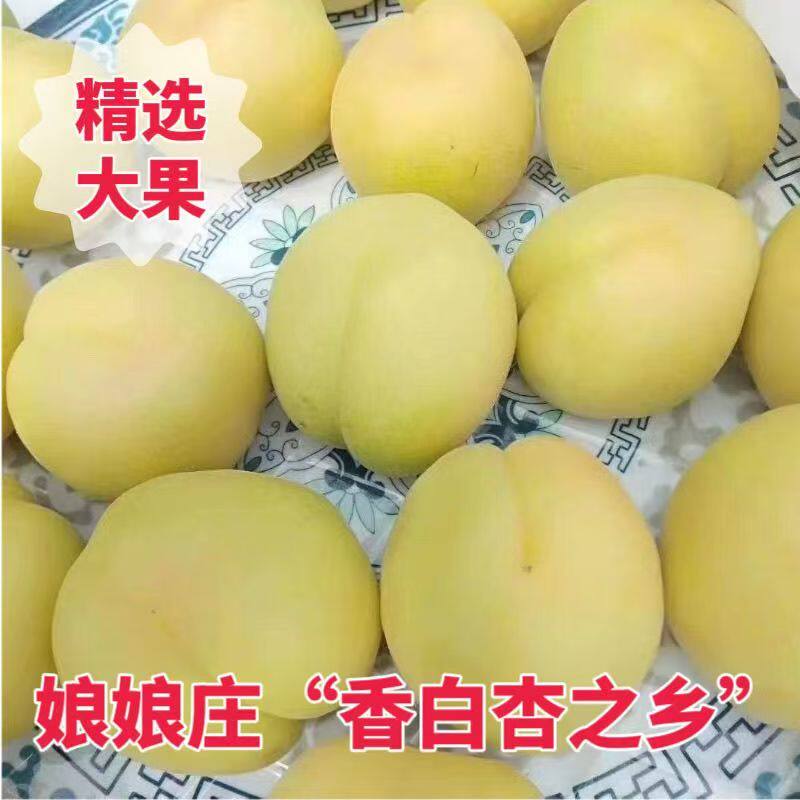 河北香白杏稀有杏种大黄杏酸甜杏应季孕妇新鲜水果大银杏