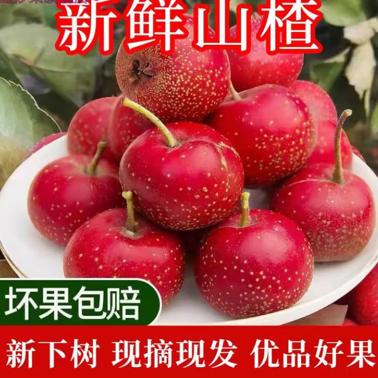 新鲜山楂鲜果甜红子山里红大金星甜口水果山楂糖球冰糖葫芦专用