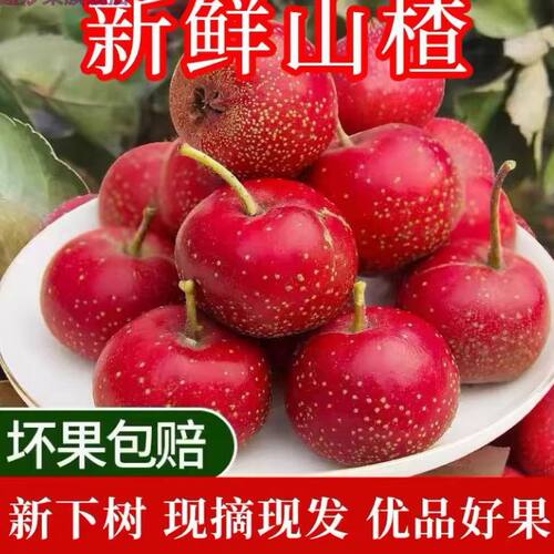 新鲜山楂鲜果甜红子山里红大金星