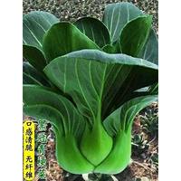 梗青黑葉蘇青種矮腳青菜菜種子農(nóng)春冬子都秋可上種植種蔬州海家子