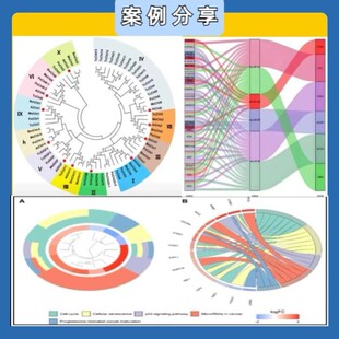 基因家族分析基因家族成员鉴定染色体定位进化树共线性生信分析