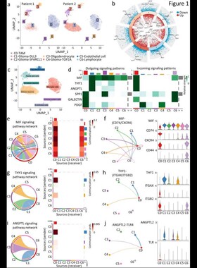 测序数据生信分析单细胞空间转录组蛋白组WGS甲基化16S宏基因WES