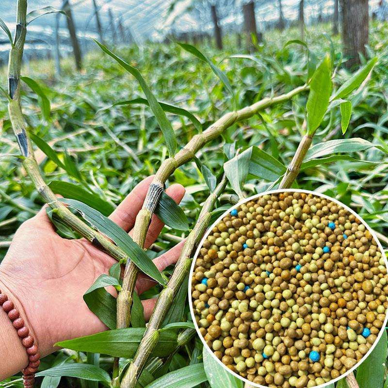 普兰西铁皮石斛肥料霍山紫皮石斛农用控释肥复合肥8-9奥绿肥进口