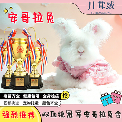 月茸绒英系安哥拉兔双血宠物兔子