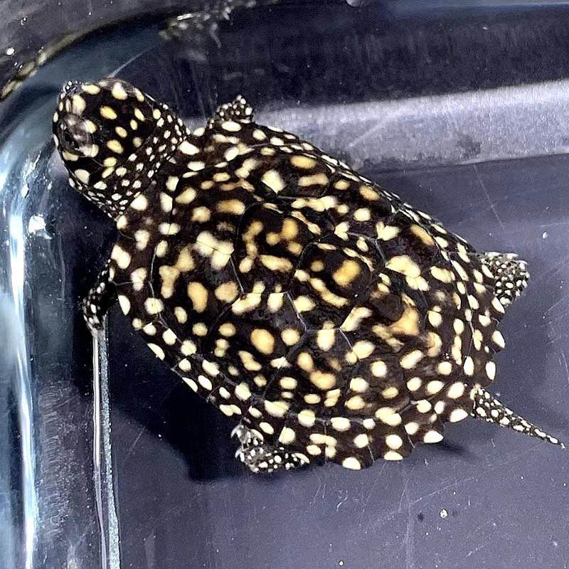 正宗斑点龟满天星龟黑池龟吃粪龟招财宠物龟活体星点龟深水龟包邮,3C数码配件,USB多功能数码宝,淘宝优惠券,粉丝福利购,淘宝优惠卷