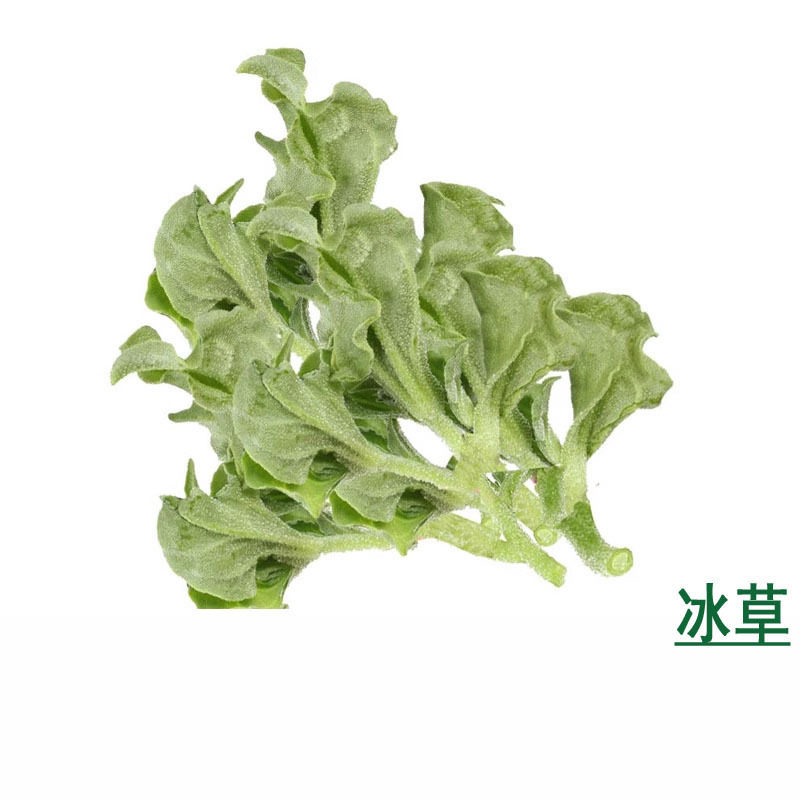 新鲜食用冰草非洲菜200g沙