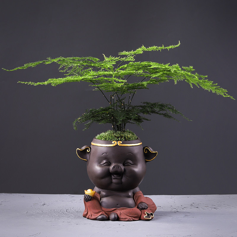 文竹盆栽植物室内净化空气办公室绿植花卉招财猪盆栽盆景四季常青