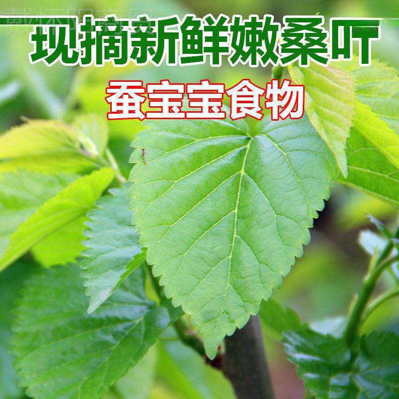 叶新养蚕鲜QIL现摘现发嫩蚁桑蚕小蚕大蚕宝宝鲜卵新一件
