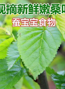 叶新养蚕鲜QIL现摘现发嫩蚁桑蚕小蚕大蚕宝宝鲜卵新一件