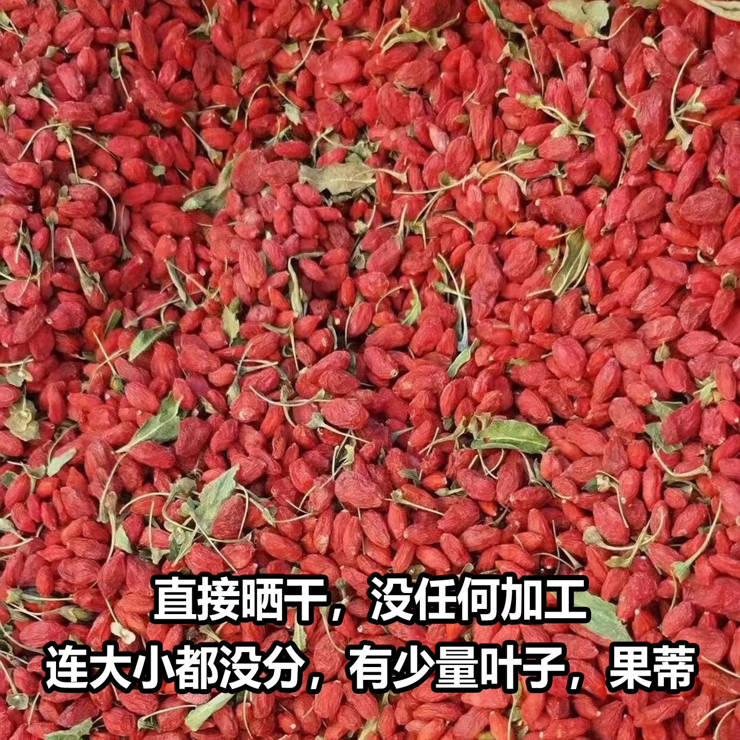 新货新疆枸杞精河枸杞子红枸杞农家枸杞天然晾晒无熏无染色500g