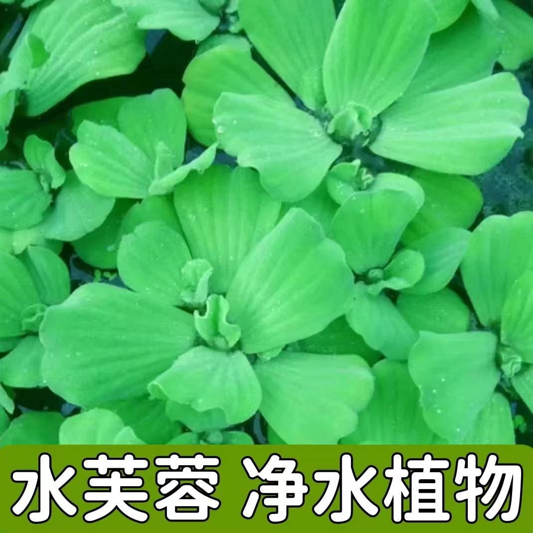 水芙蓉净化水质鱼缸池塘古法养鱼养龟水草水浮莲水上莲花造景植物