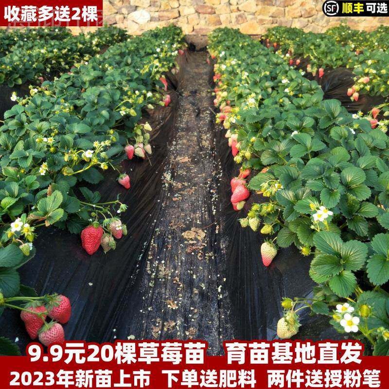 四季莓苗种奶油花盆WYQ栽食带用土带盆牛奶果树莓秧苗籽子带带果