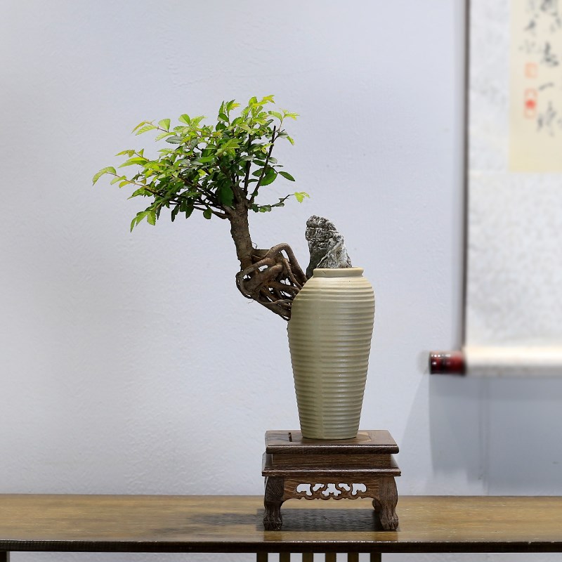 小叶榆树盆景提根造型小老桩植物室内客厅茶几办公室绿植桌面盆栽