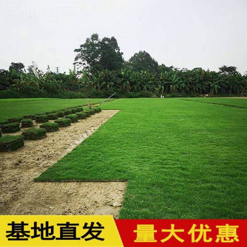 草真草别毯墅庭26161院化马尼绿拉地草耐寒草坪带皮泥土免剪草带