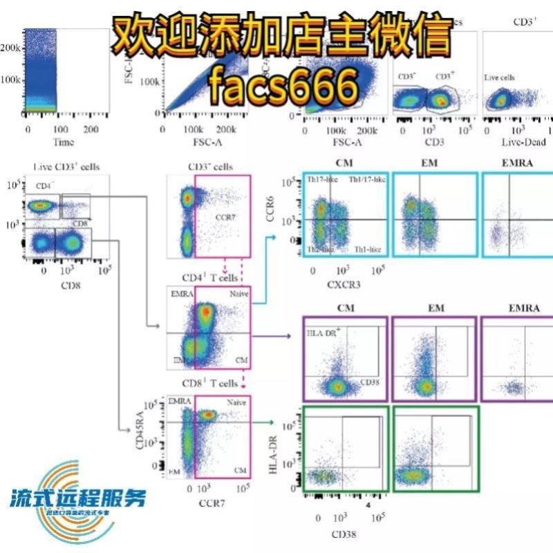 流式数据分析-flowjo细胞凋亡周期免疫分型活性氧增殖钙流多色